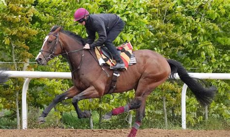 ladbrokes derby|Pinstickers' Guide To The Epsom Derby .